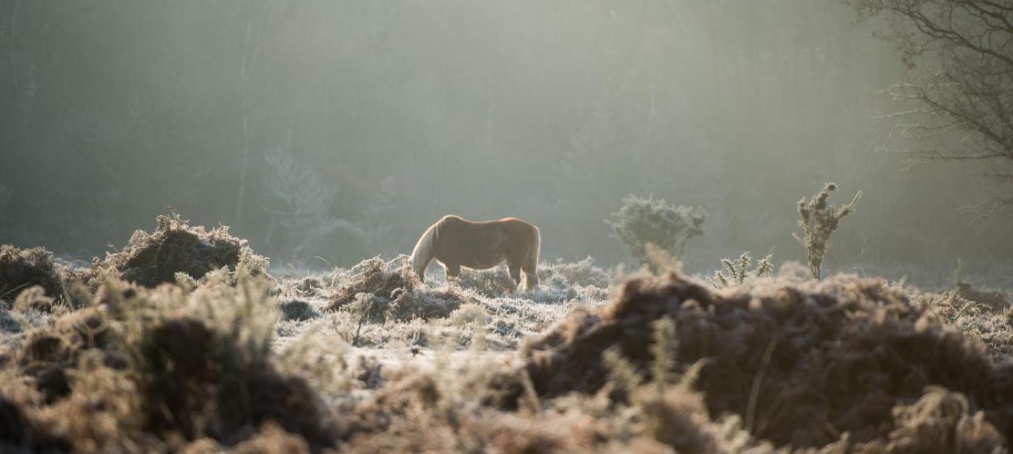 horses in a misty field